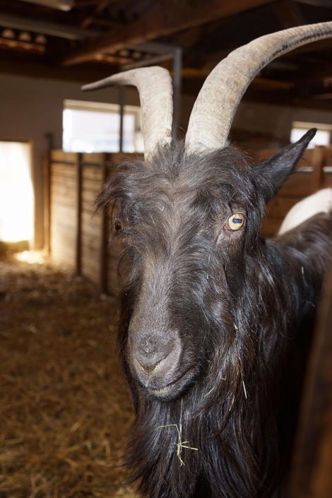 Bauernvereinigung Oberwallis