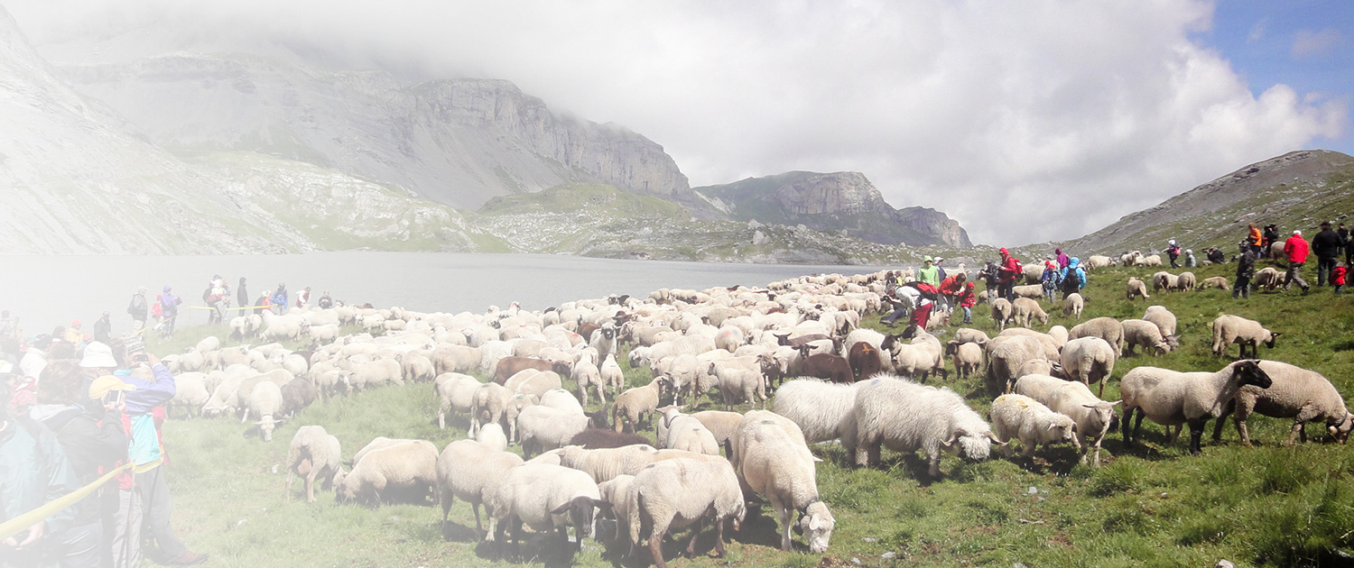 Bauernvereinigung Oberwallis