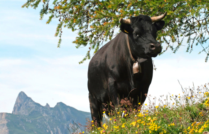 Bauernvereinigung Oberwallis