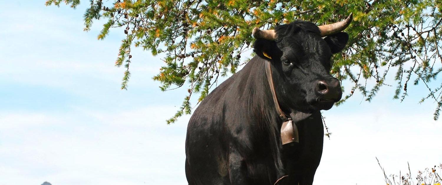 Bauernvereinigung Oberwallis