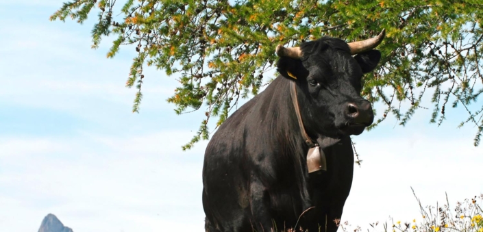 Bauernvereinigung Oberwallis