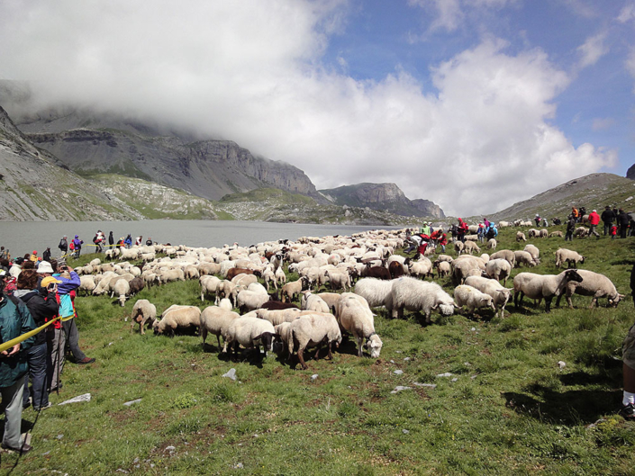 Bauernvereinigung Oberwallis